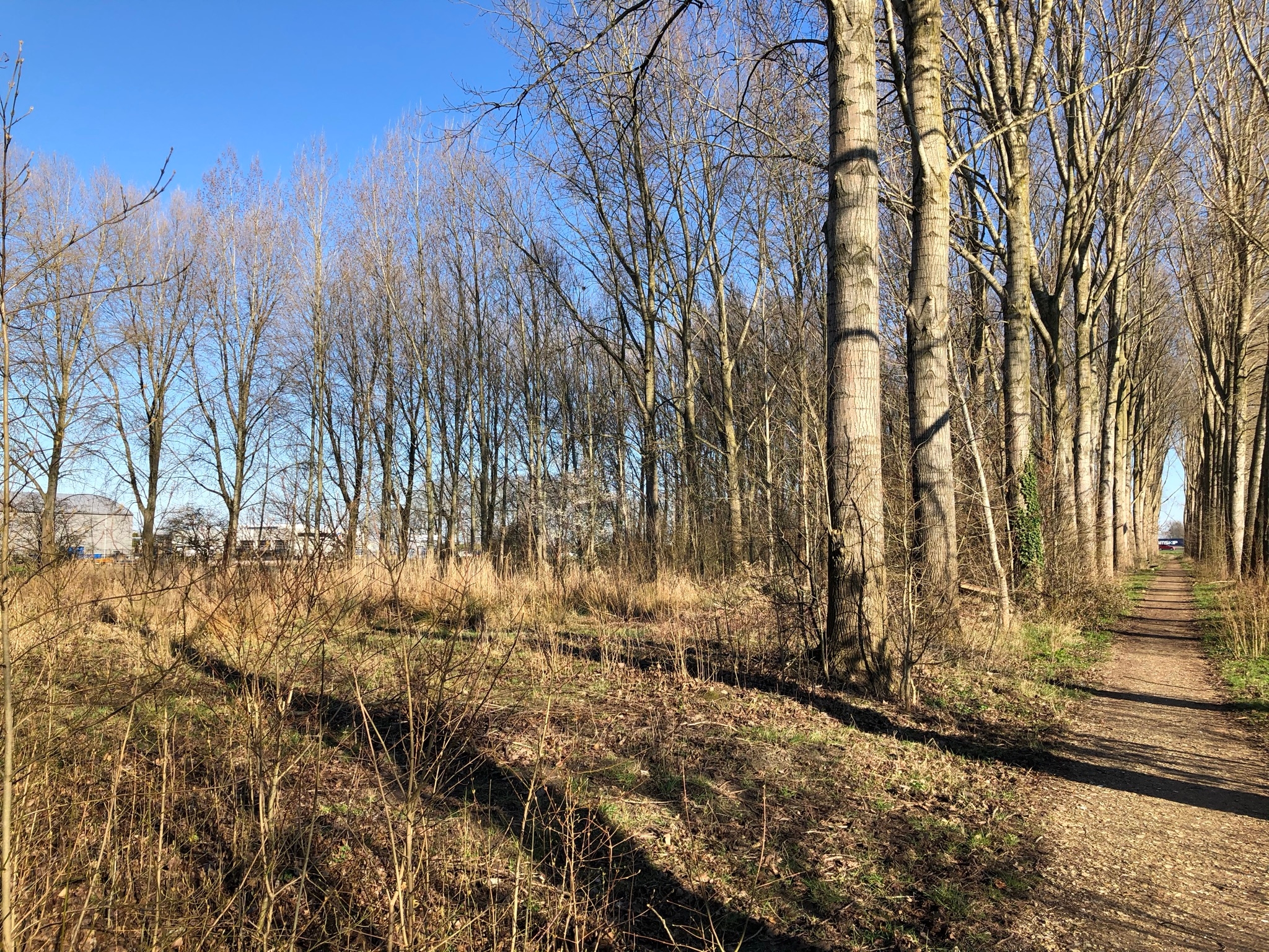 2. Parkeren en bos 2.JPEG