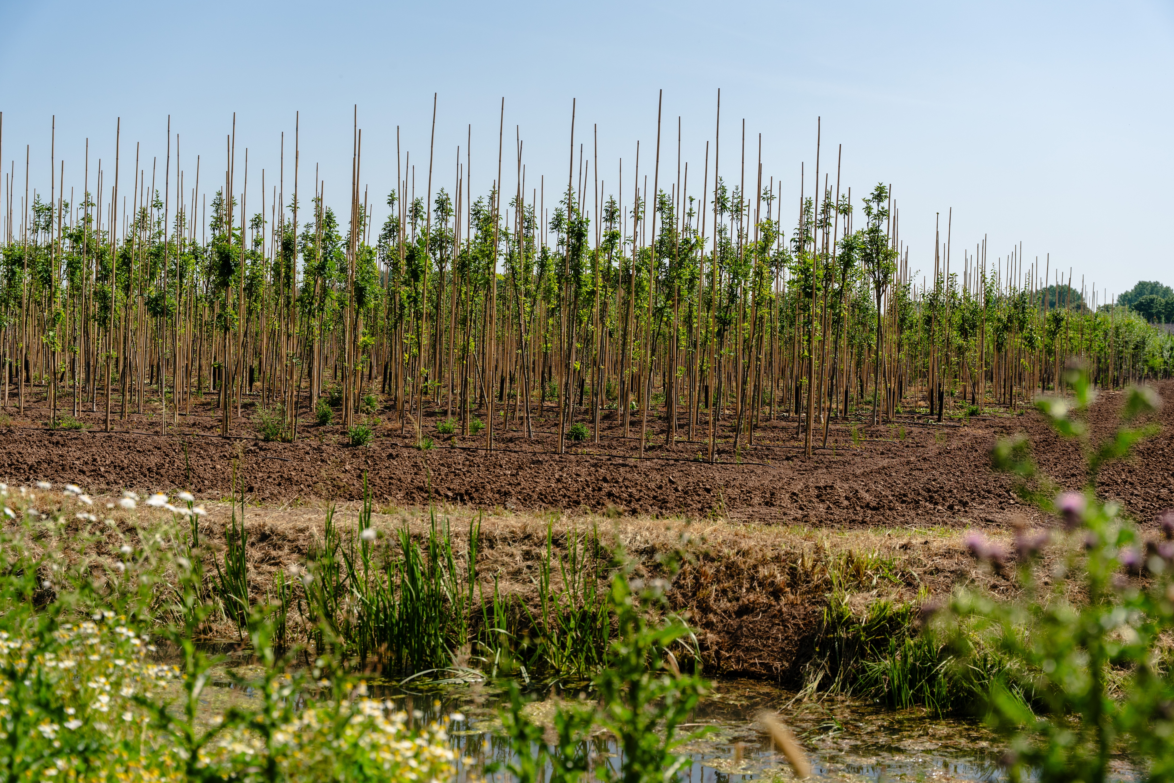 7. Landschap